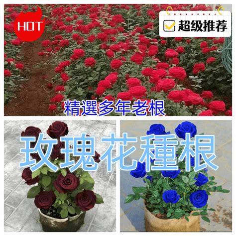 樓上 玫瑰花